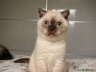 Scottish Fold cats Adorable Scottish Fold🐾 - Advert 2