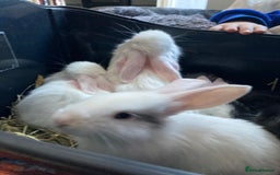 Continental Giant rabbits for sale: 6 weeks old Continental rabbits - Image 5