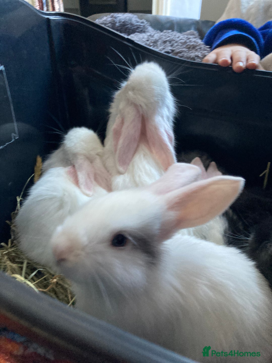 Continental Giant rabbits for sale: 6 weeks old Continental rabbits - Image 5