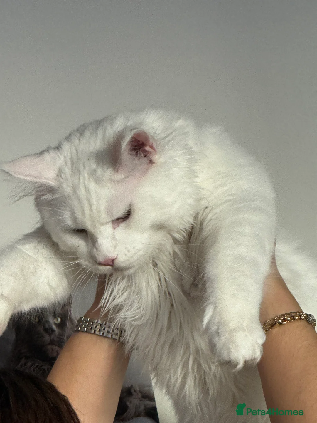 Maine Coon cats for sale: Main coon  in Inverness - Advert 9