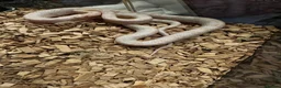 Corn Snake reptiles for sale: Corn snake  - Advert 1
