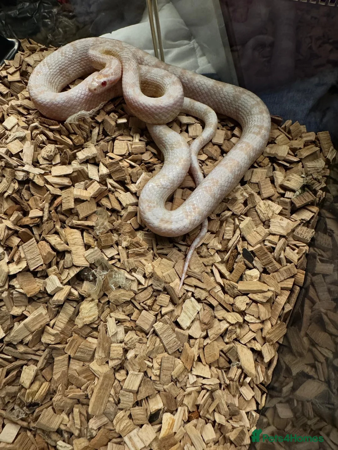 Corn Snake reptiles for sale: Corn snake  - Advert 1