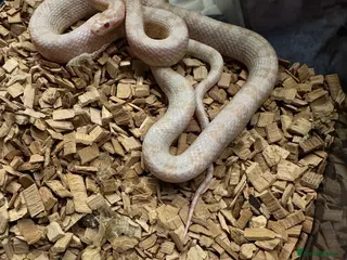 Corn Snake reptiles Corn snake - Advert 15