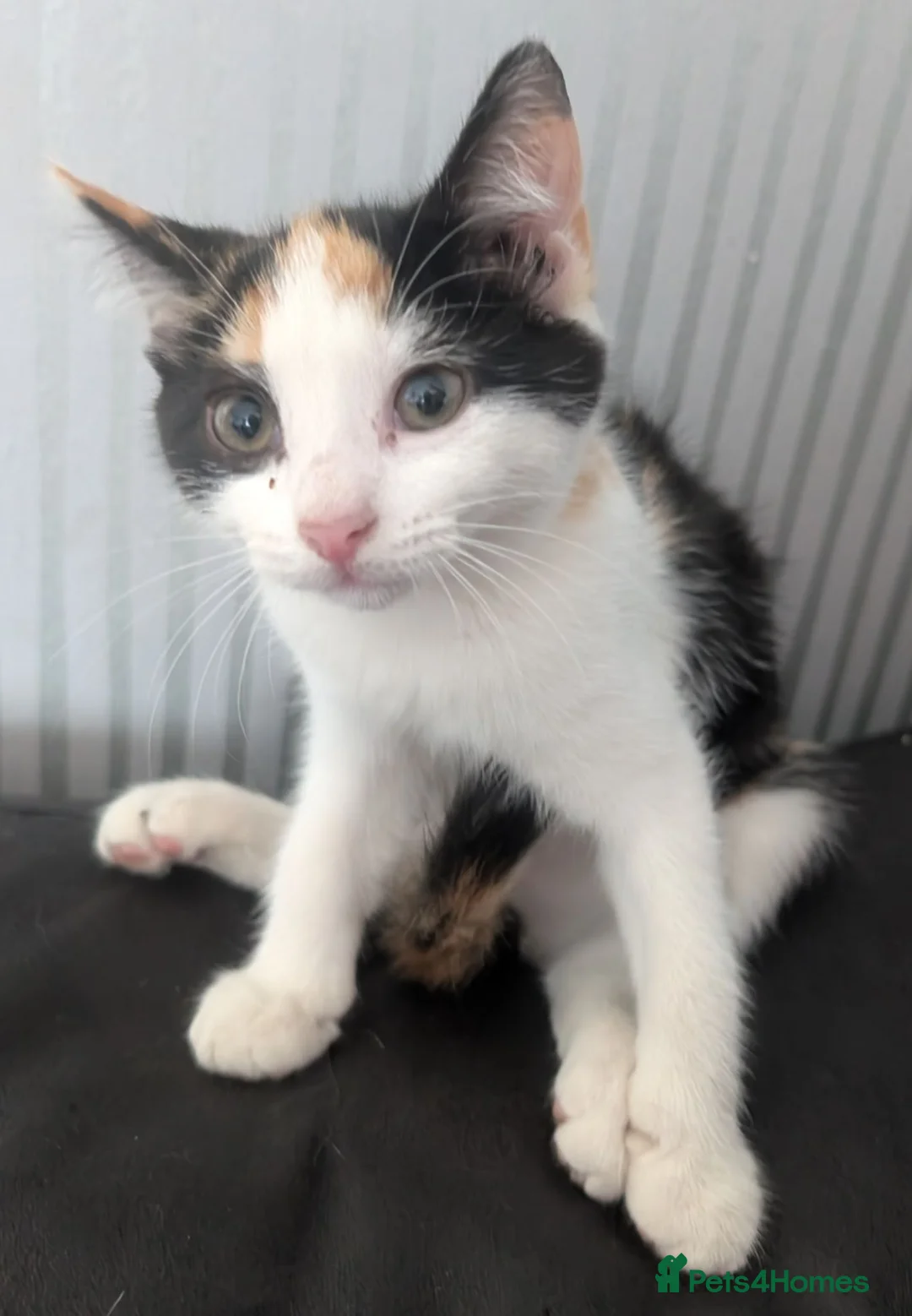 British Shorthair cats for sale: Kittens looking for a forever homes  - Advert 6
