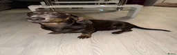 Miniature Dachshund dogs for sale: Beautiful Miniature Dachshund Puppies in Stanford-le-Hope - Advert 1