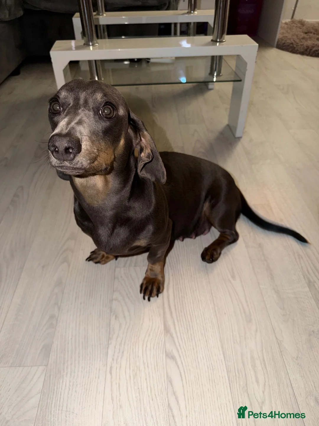 Miniature Dachshund dogs for sale: Beautiful Miniature Dachshund Puppies in Stanford-le-Hope - Advert 1