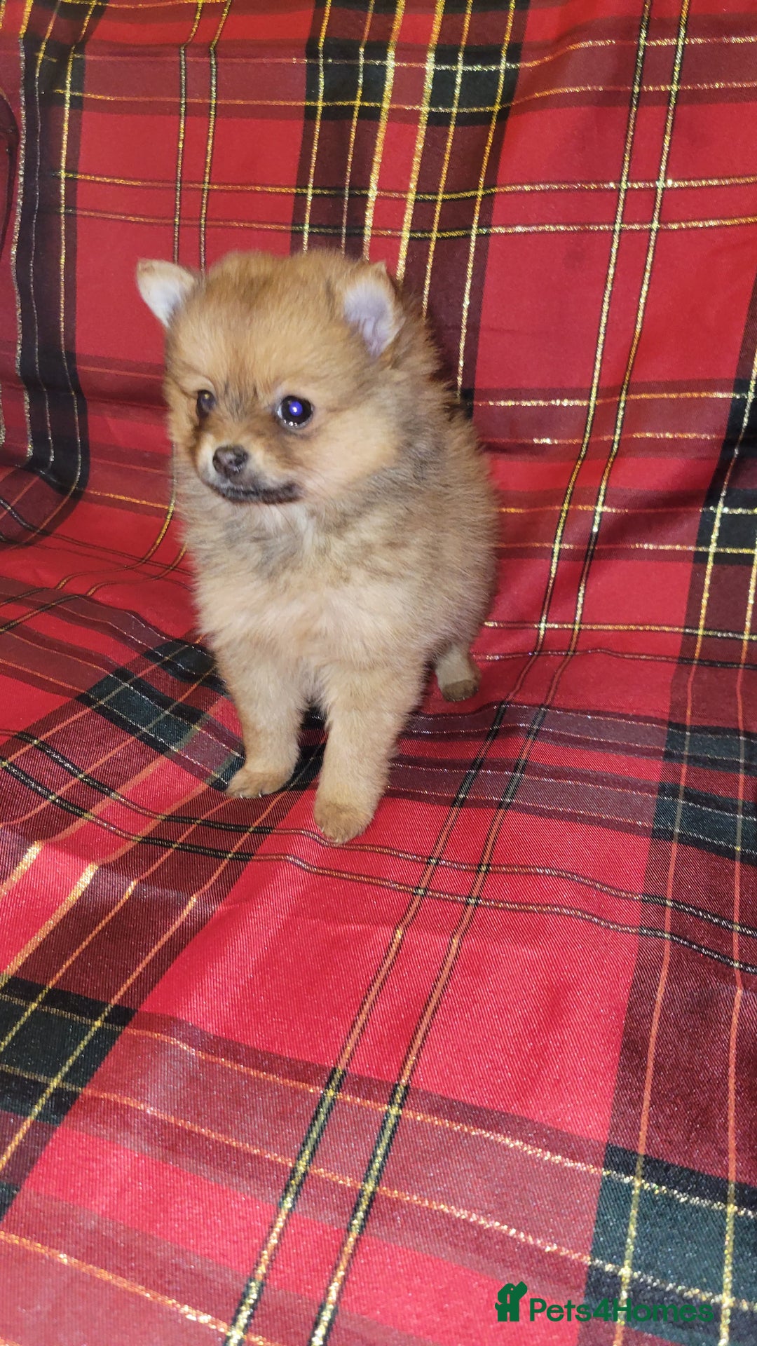 Pomeranian dogs for sale: Pomeranian Puppies  - Advert 7