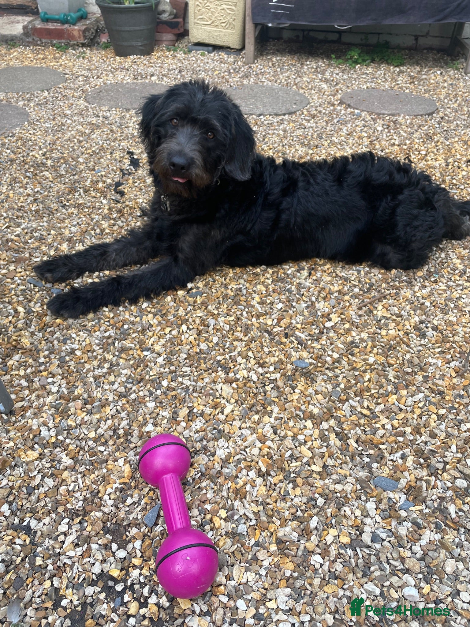 Mixed Breed dogs Labradoodle  - Advert 3