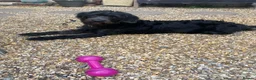 Mixed Breed dogs for sale: Labradoodle  in Verwood - Advert 1