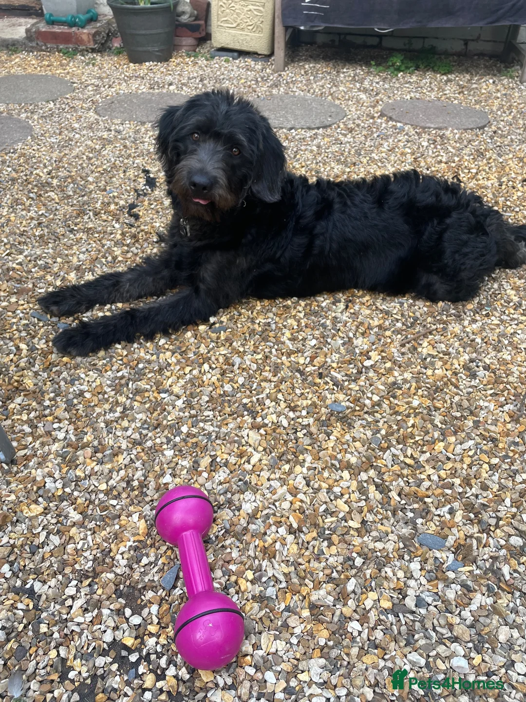 Mixed Breed dogs for sale: Labradoodle  in Verwood - Advert 1