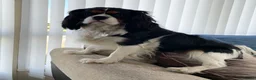 Cavalier King Charles Spaniel dogs for stud: Cavalier King Charles (Stud Only) - Advert 2
