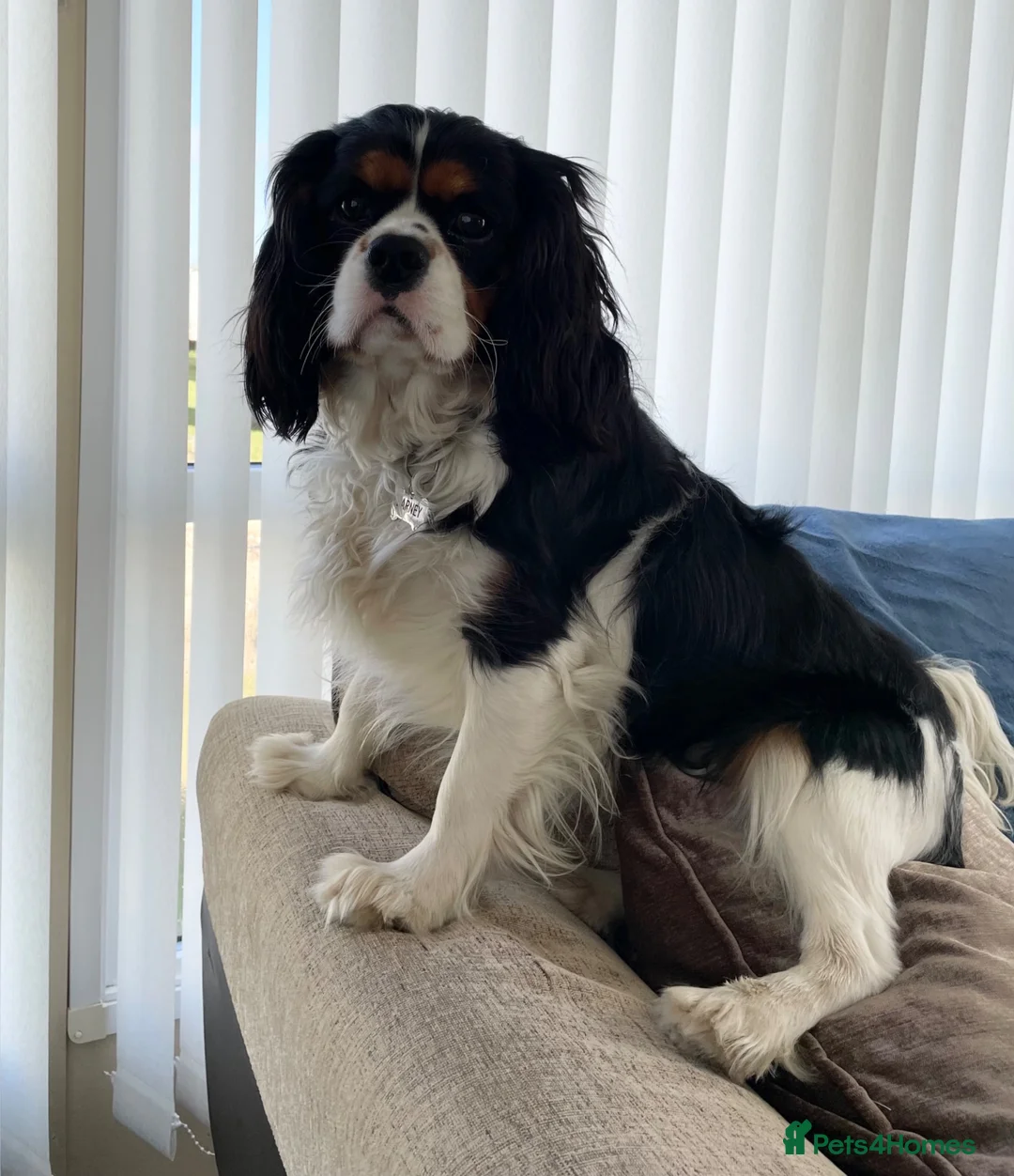 Cavalier King Charles Spaniel dogs for stud: Cavalier King Charles (Stud Only) - Advert 2