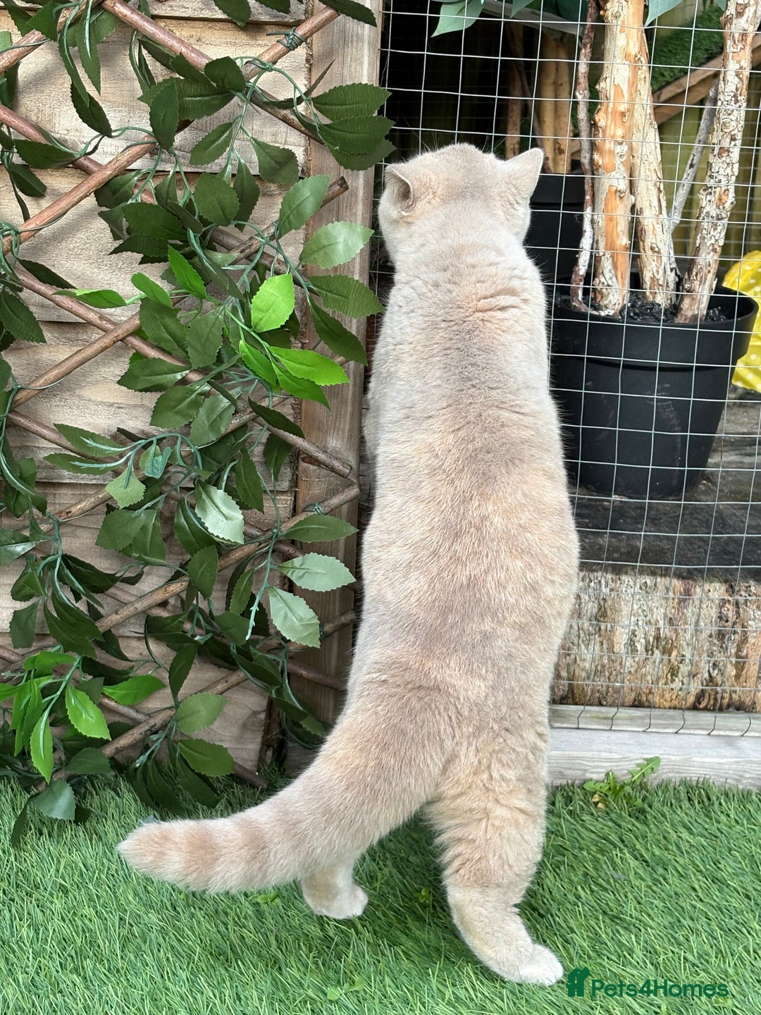 British Shorthair cats for sale: Fawn tortie girl  - Advert 2