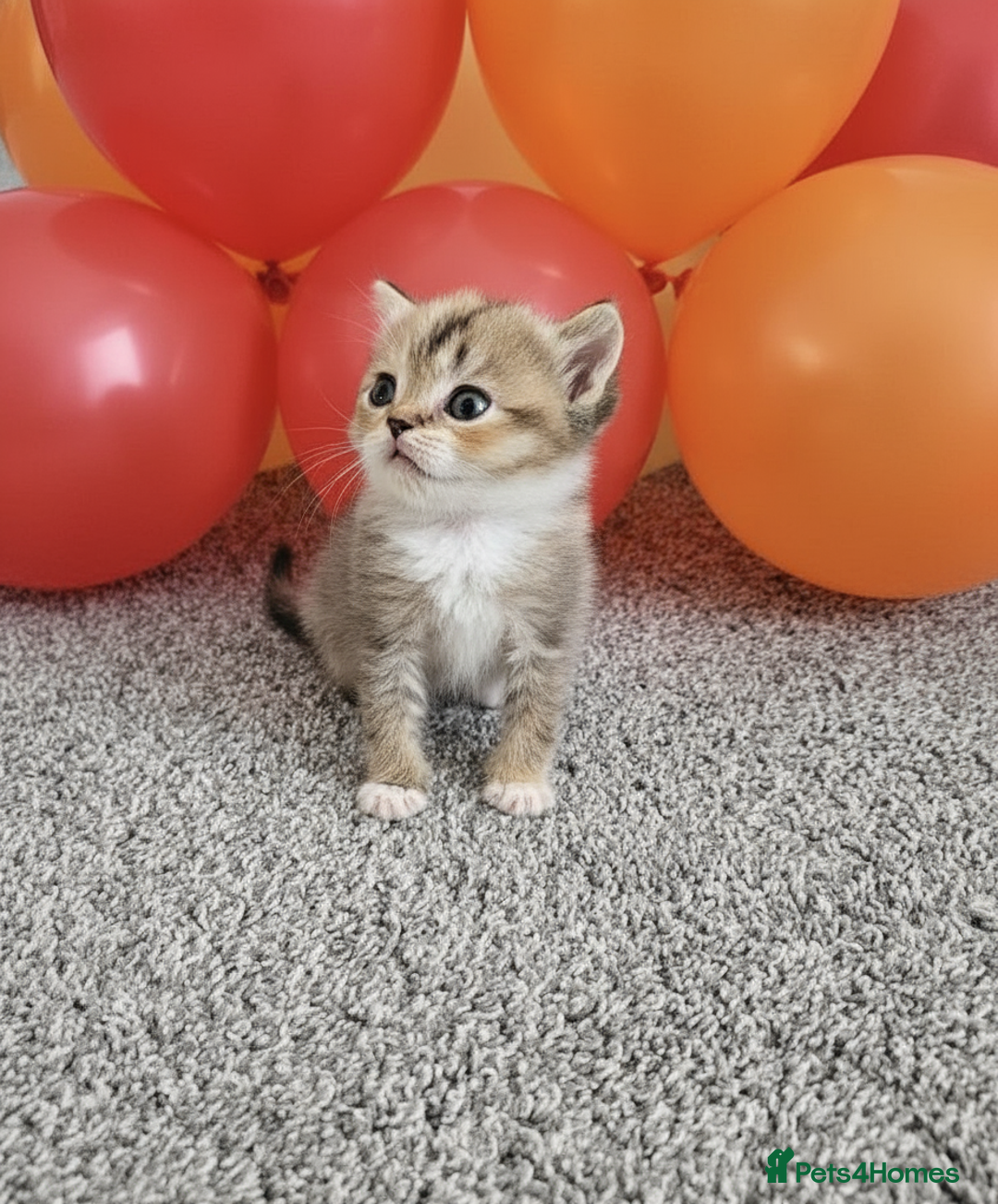 Scottish Fold cats for sale: Bundle of 11 Scottish fold Straight Ears Kittens - Image 36