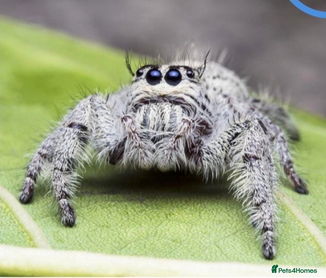 Spiders invertebrates for sale: Hyllus giganteous jumping spiders - Advert 1