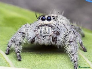 Spiders invertebrates Hyllus giganteous jumping spiders - Advert 3