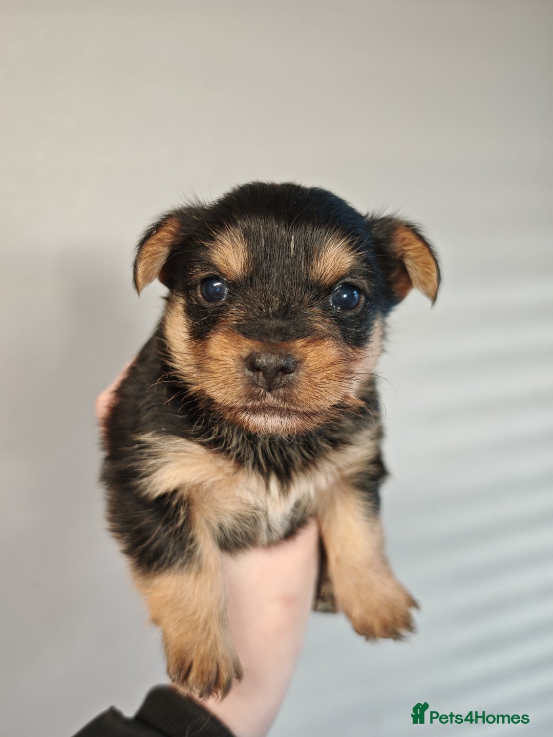 Yorkshire Terrier dogs for sale: Yorkshire Terriers pups - Advert 6