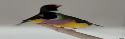 Finches birds for sale: Breeding pair Gouldian FINCHES!!!! - Advert 6