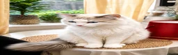 Ragdoll cats for sale: Male ragdoll - Advert 2
