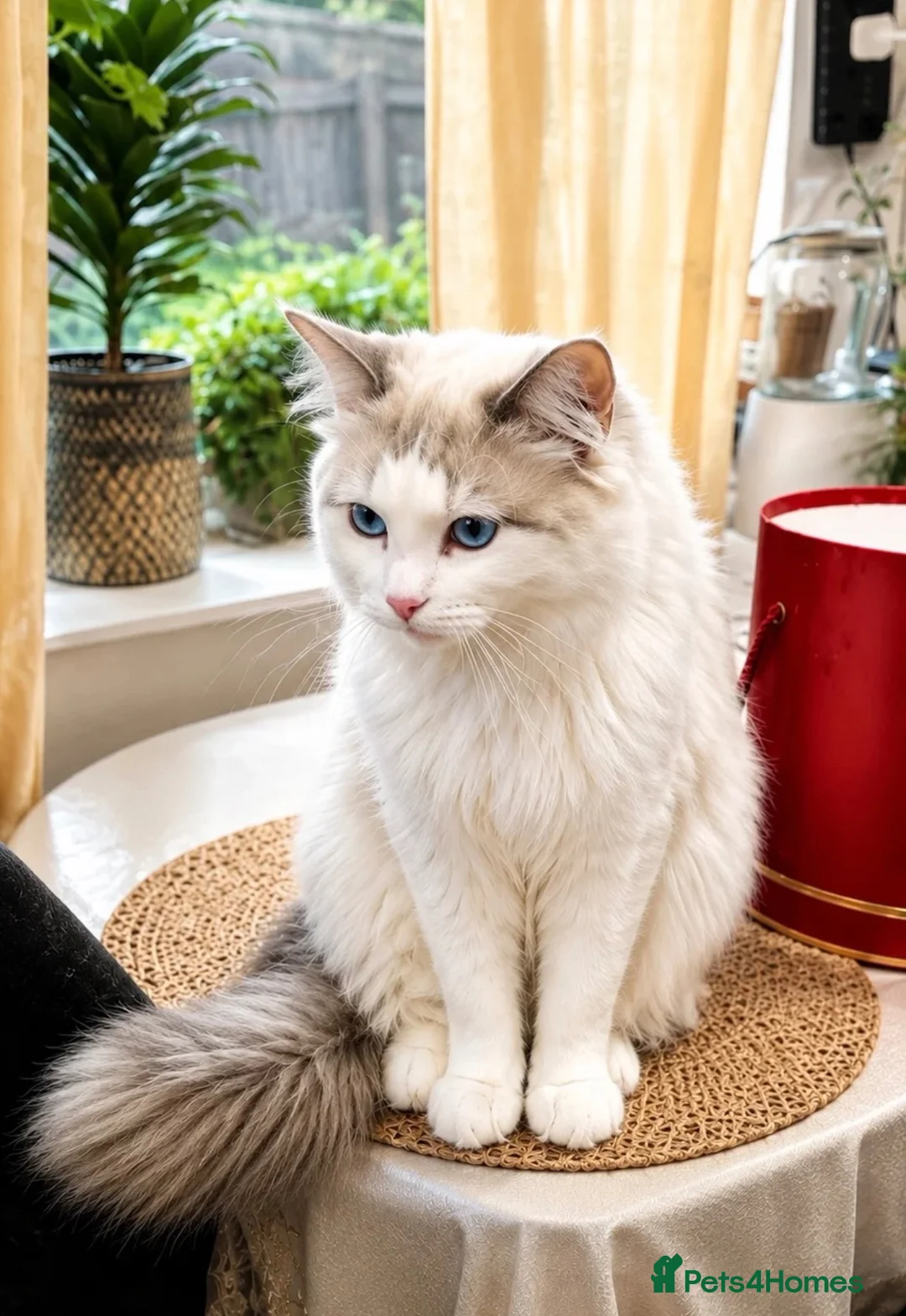 Ragdoll cats for sale: Male ragdoll - Advert 2