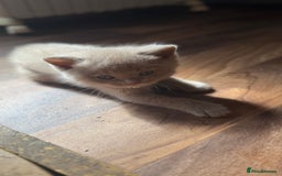 British Shorthair cats for sale: BSH kittens parents gccf - Image 5