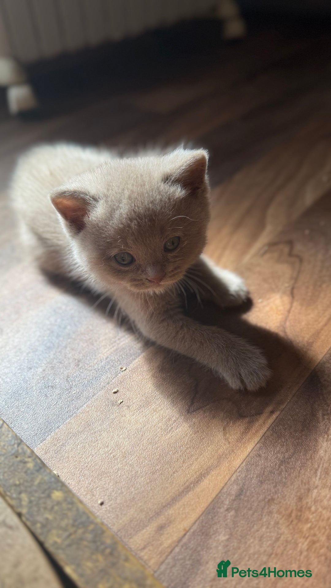 British Shorthair cats for sale: BSH kittens parents gccf - Image 5