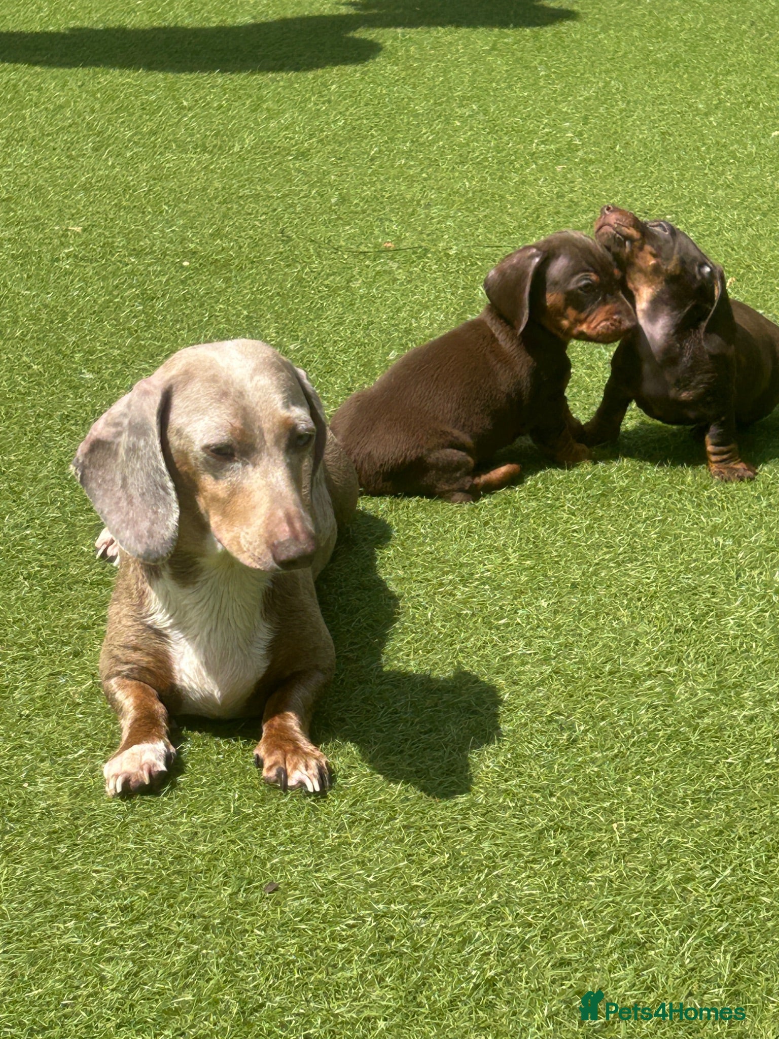 Dachshund dogs Beautiful, loving, Daschound babies - Advert 18