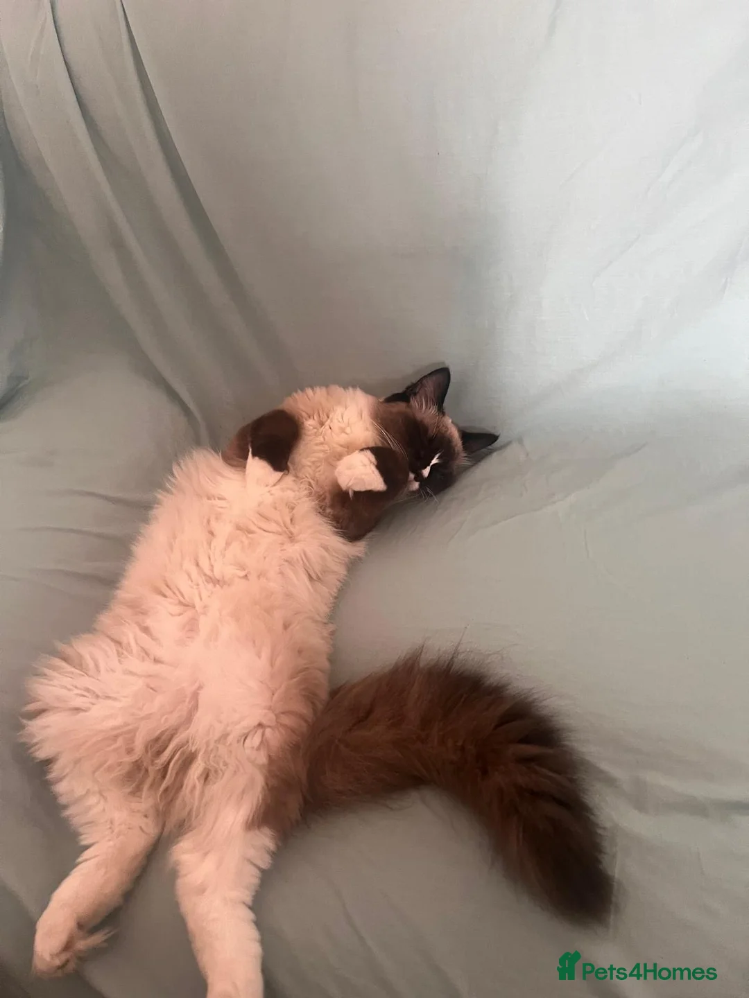 Ragdoll cats for sale: playful male ragdoll kitten - Advert 11