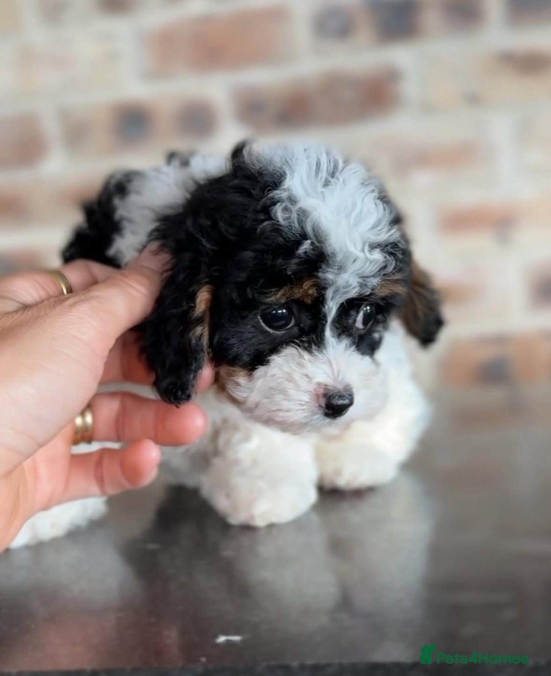 Cavapoo dogs for sale: Beautiful Cavapoo puppies! - Image 15