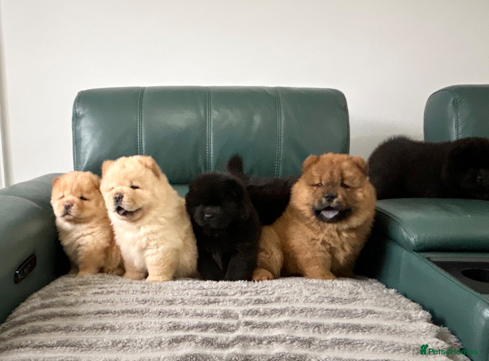 Chow Chow dogs Kc Registered chowchow pups - Advert 2