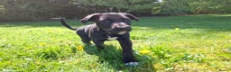Lurcher dogs for sale: Greyhound x shepherd/collie  in Hungerford - Advert 26