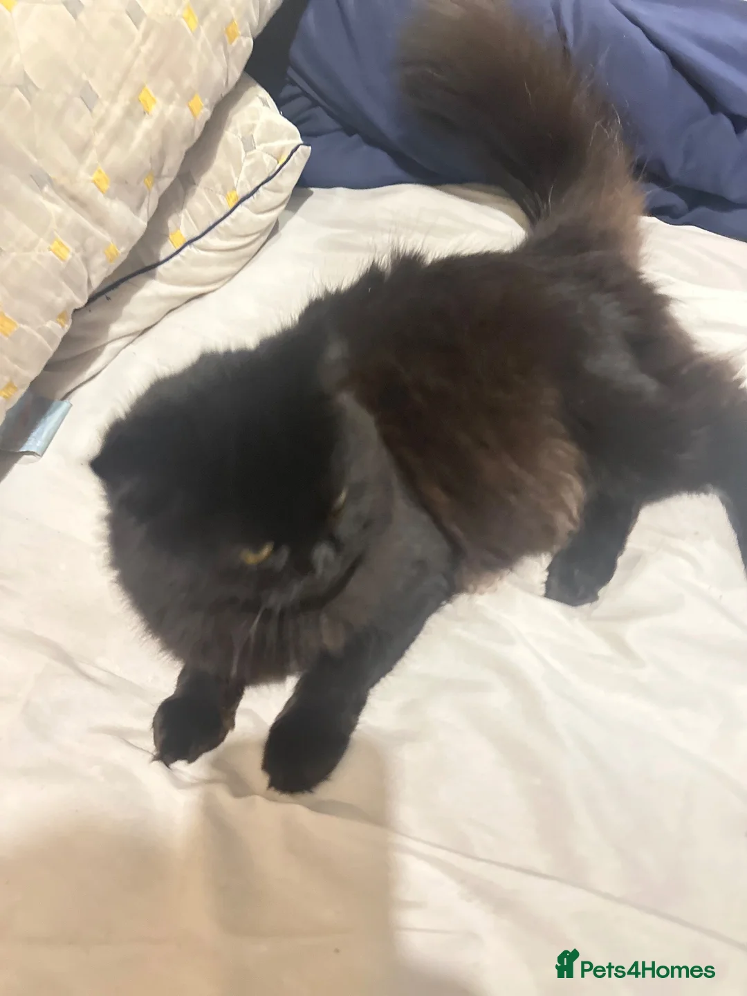 Persian cats for sale: To let  in London - Advert 2