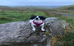 Patterjack dogs for sale: Spot  - Image 2