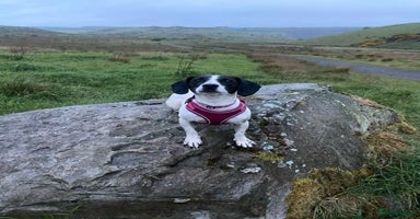 Patterjack dogs - Advert 13