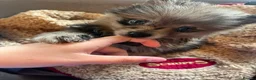 Pomeranian dogs for sale:  3 gorgeous pomeranian puppies available  - Advert 31