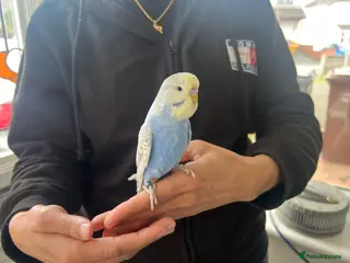 Budgerigars birds Super hand tamed baby budgies - Advert 4