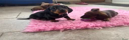 Dachshund dogs for sale: Stunning KC Registered Standard Dachshunds  - Advert 19