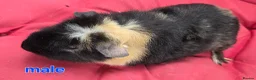 Guinea Pig rodents for sale: Pure breed Teddy guineapigs  - Advert 9