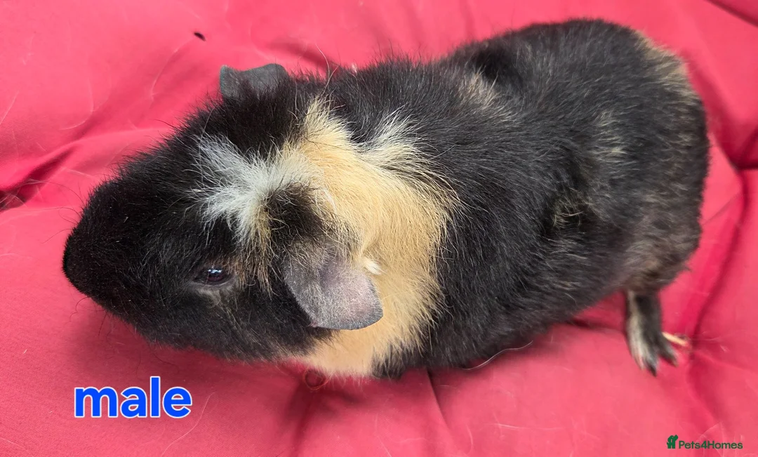 Guinea Pig rodents for sale: Pure breed Teddy guineapigs  - Advert 9
