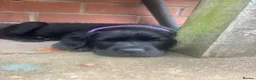 Labrador Retriever dogs for sale: Black Labrador pups, KC, dna tests, great scores - Advert 20