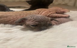 Sphynx cats for sale: Beautiful Sphynx cross orinetal kittens  - Advert 20