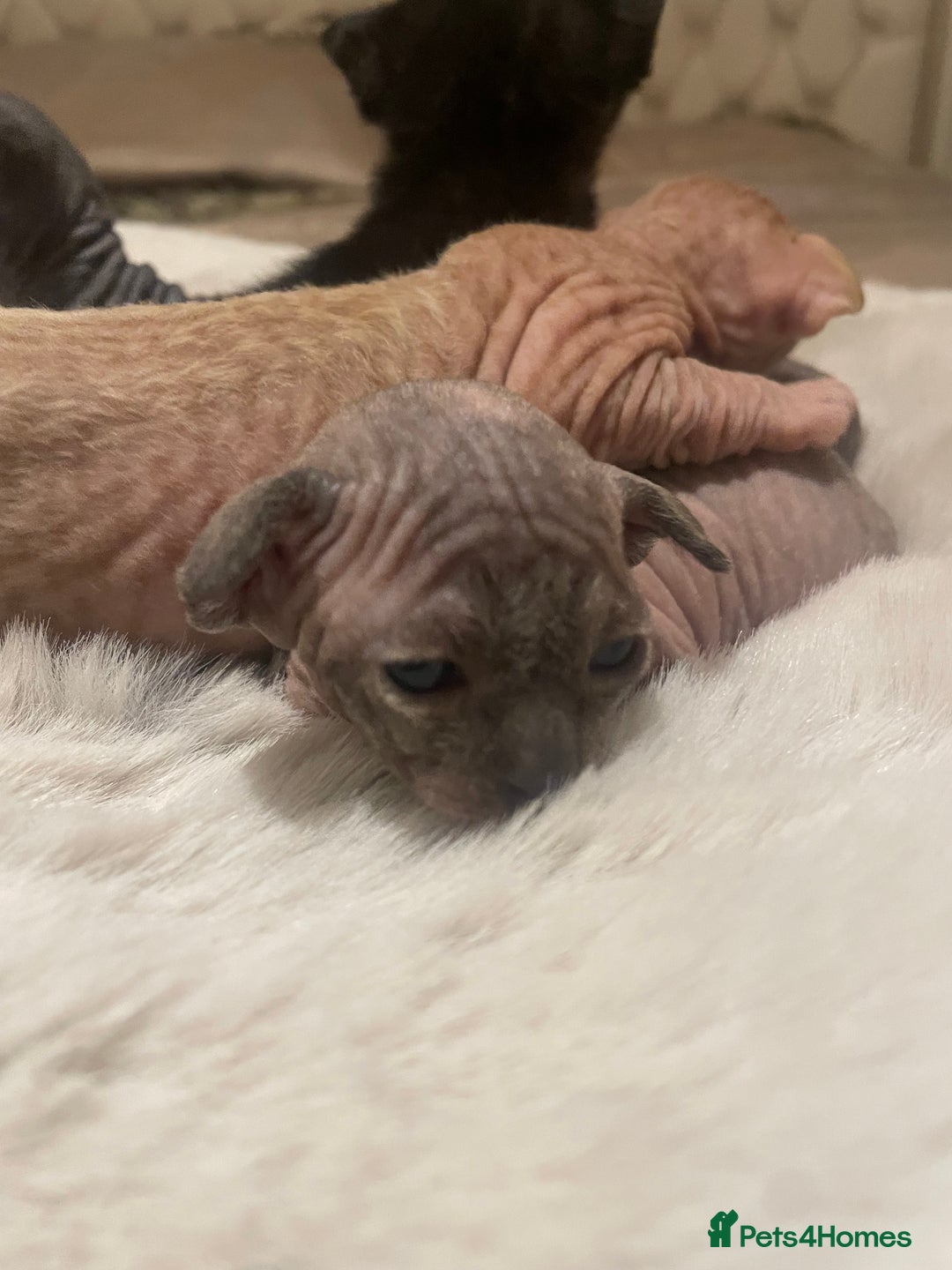 Sphynx cats for sale: Beautiful Sphynx cross orinetal kittens  - Advert 20