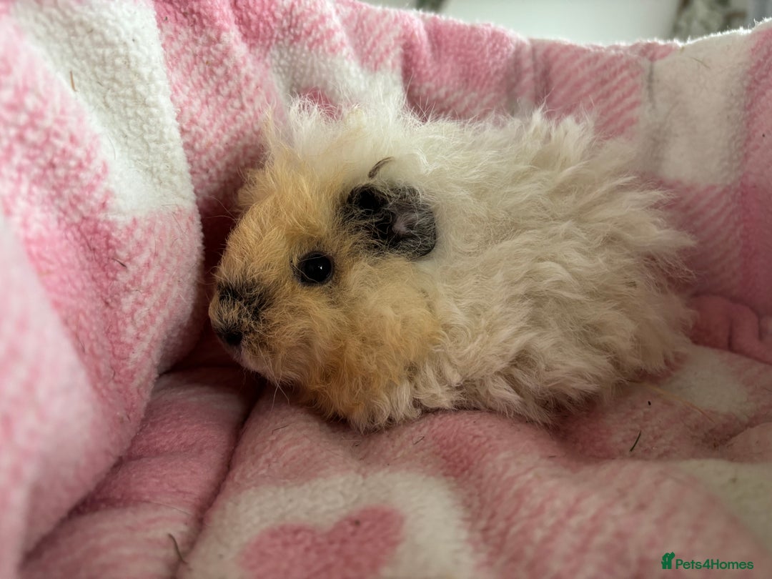 Guinea Pig rodents for sale: Alpaca sow  - Image 2