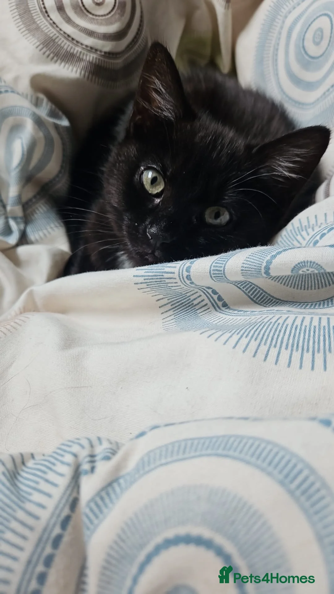 Mixed Breed cats for sale: One boy one girl - Advert 7