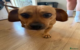 Mixed Breed dogs for sale: Dachshund + pug - Image 2