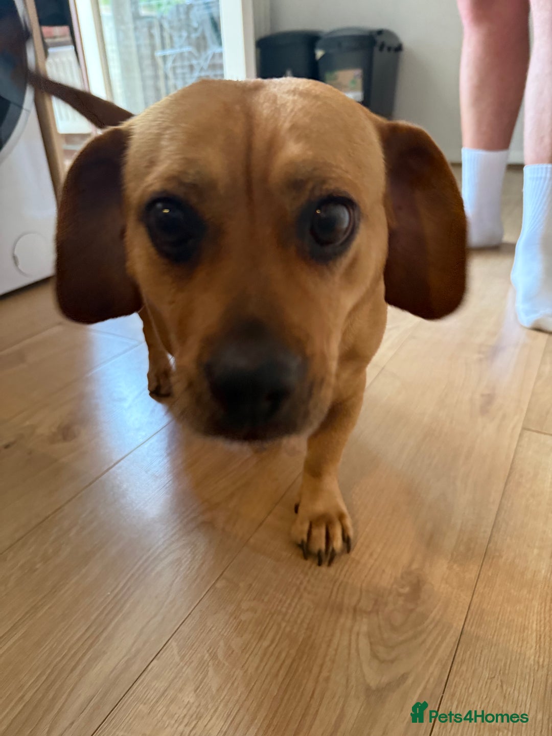 Mixed Breed dogs for sale: Dachshund + pug - Image 2