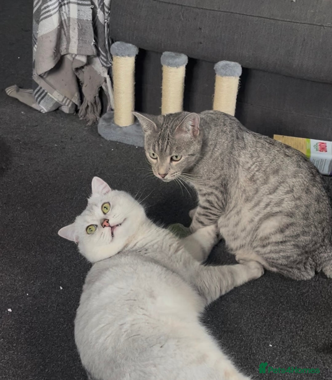 British Shorthair cats for sale: BRITISH SHORTHAIR KITTENS - Advert 4