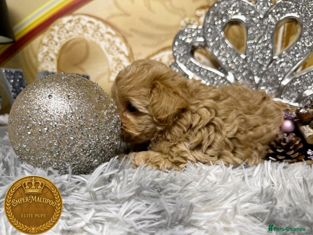 Maltipoo dogs for sale: Adorable maltipoo girl ready now - Advert 10