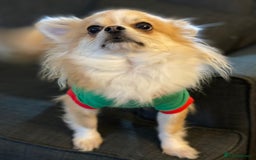 Chihuahua dogs for sale: Stunning 4 year old boy  - Advert 6