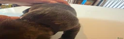 Mixed Breed dogs for sale: Puppies for sale  - Advert 18